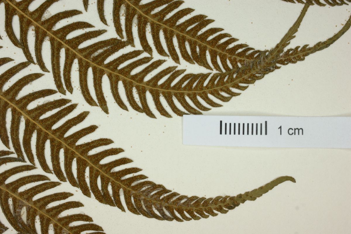 Thelypteris balbisii image