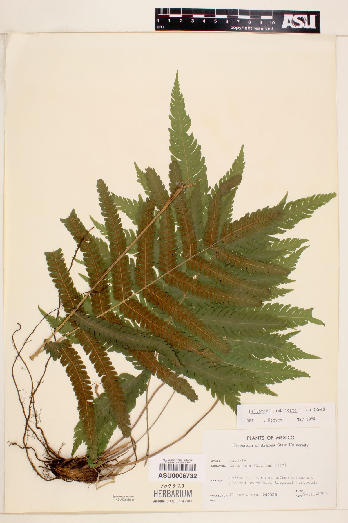 Thelypteris imbricata image