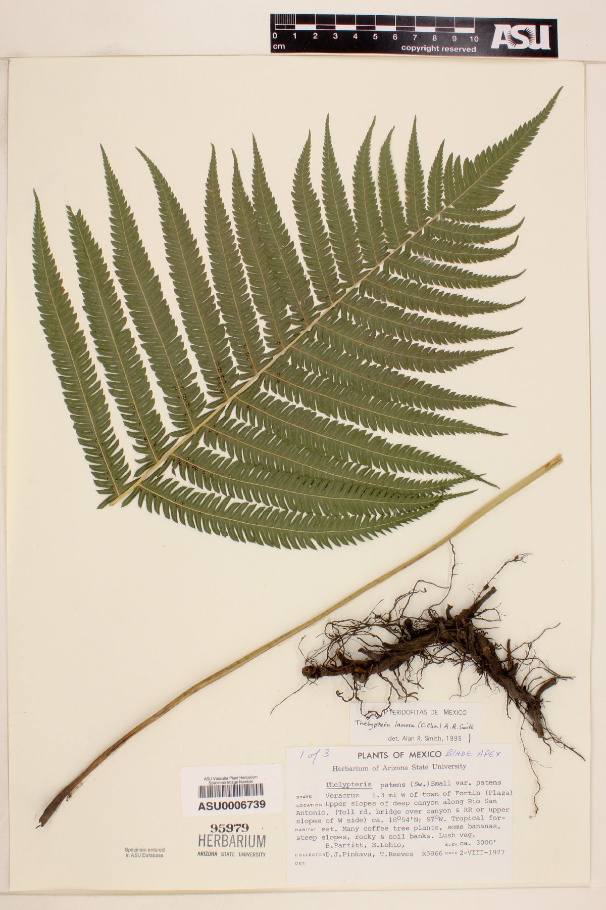 Thelypteris lanosa image