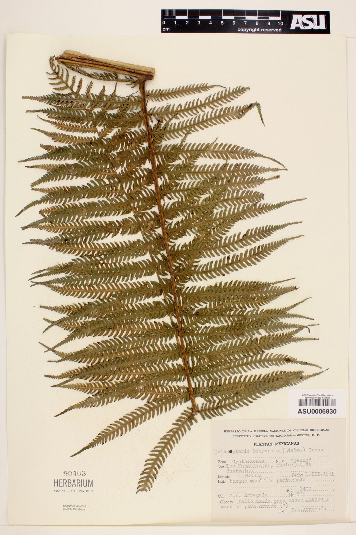 Trichipteris bicrenata image