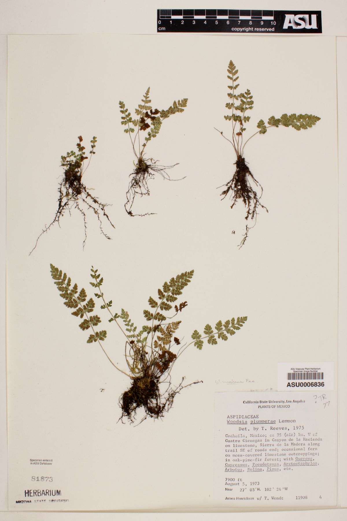 Woodsia laetevirens image