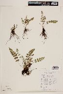 Image of Woodsia laetevirens