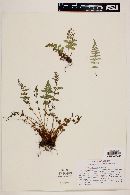 Woodsia laetevirens image