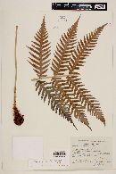 Woodwardia fimbriata image