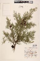 Cupressus arizonica image