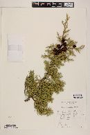 Cupressus arizonica image