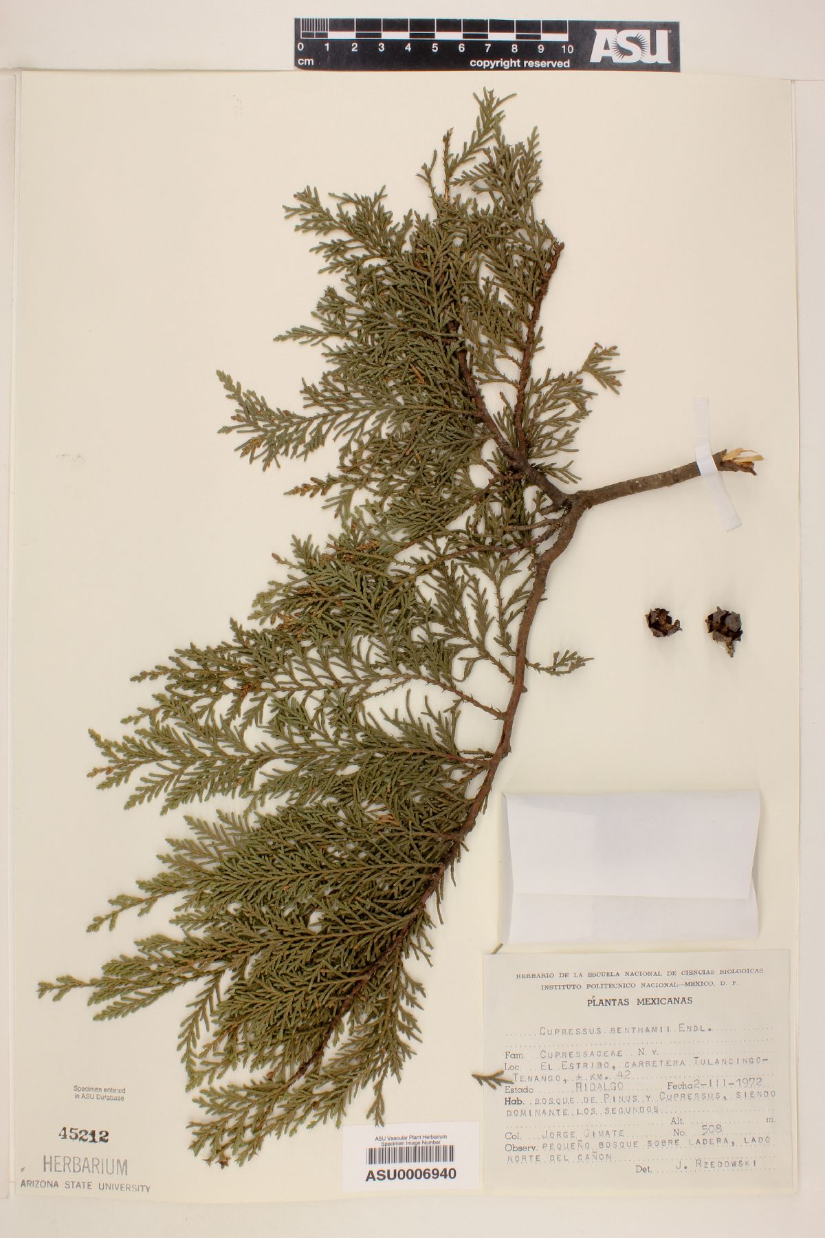 Cupressus lusitanica var. benthamii image