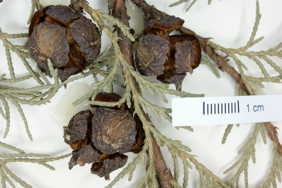 Cupressus lusitanica var. benthamii image