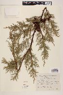 Cupressus lindleyi image