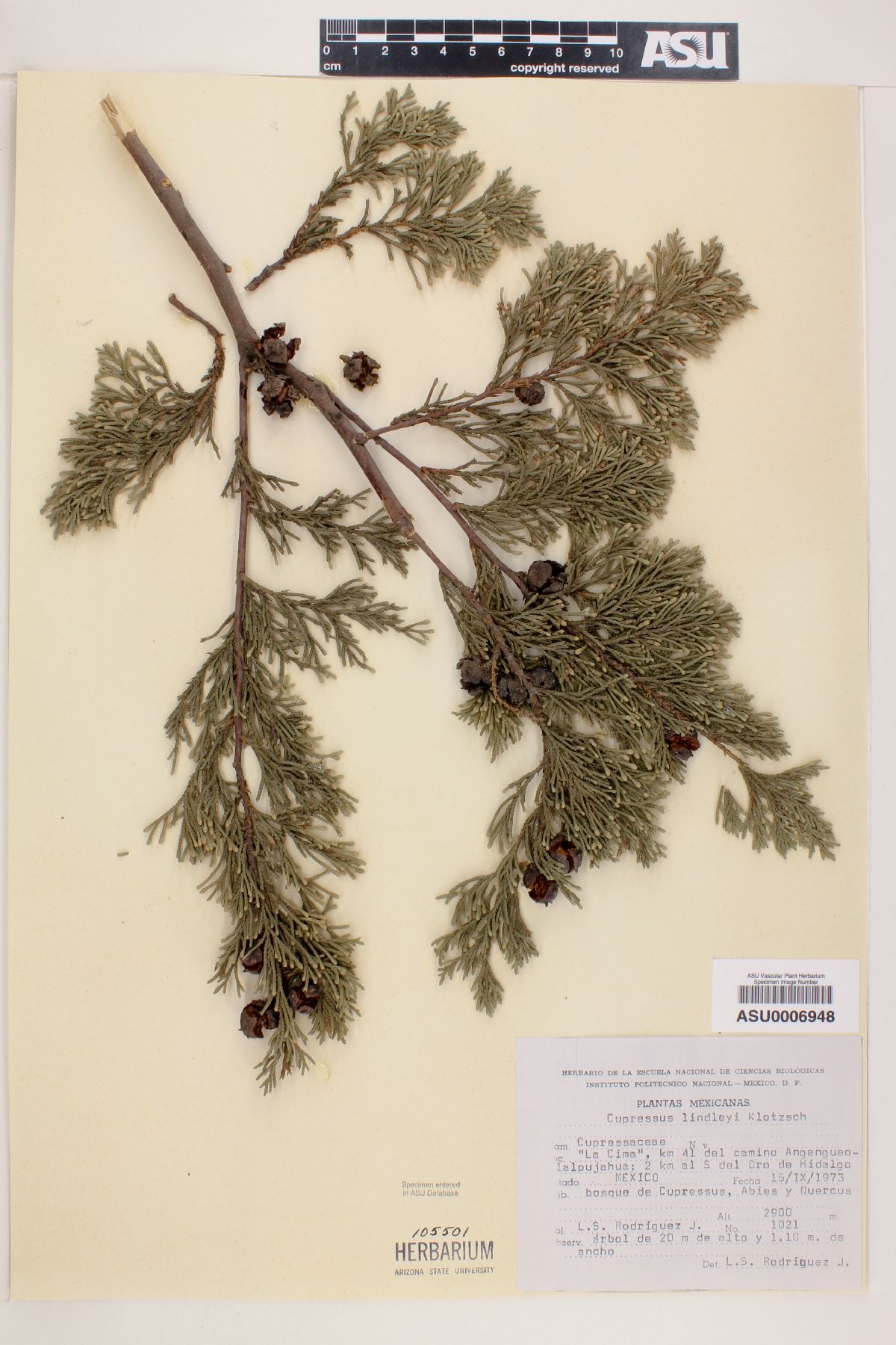 Cupressus lindleyi image