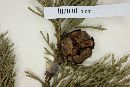 Cupressus lusitanica image