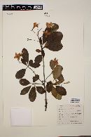 Cordia megalantha image