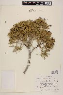 Juniperus californica image