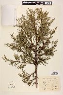 Juniperus deppeana image