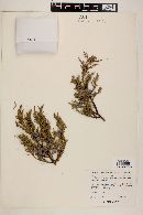 Juniperus deppeana image