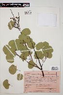 Acacia crassifolia image