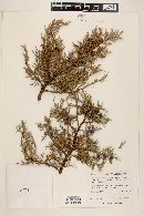 Juniperus deppeana image