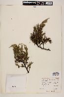 Juniperus deppeana image