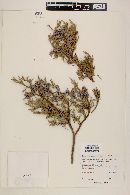 Juniperus deppeana image