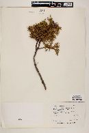 Juniperus deppeana image