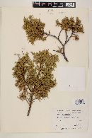 Juniperus deppeana image