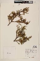 Juniperus deppeana image