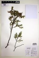 Juniperus flaccida image