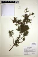 Juniperus flaccida image