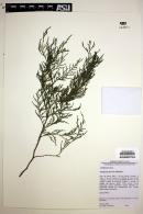 Juniperus flaccida image