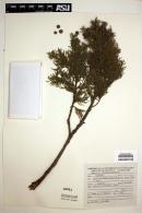 Image of Juniperus jaliscana