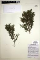 Juniperus monosperma image