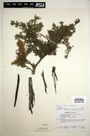 Image of Juniperus coahuilensis
