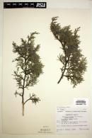 Image of Juniperus saltillensis