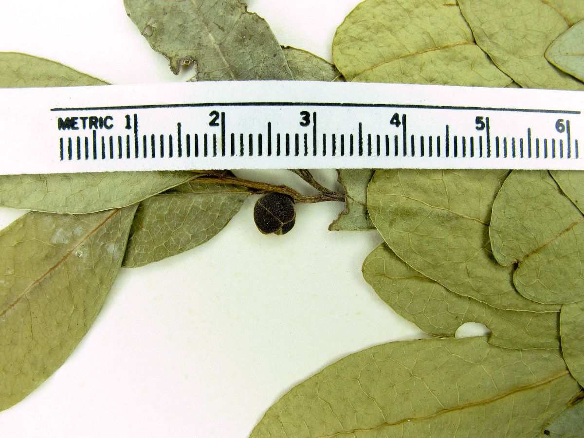 Annona globiflora image