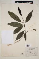 Annona reticulata image