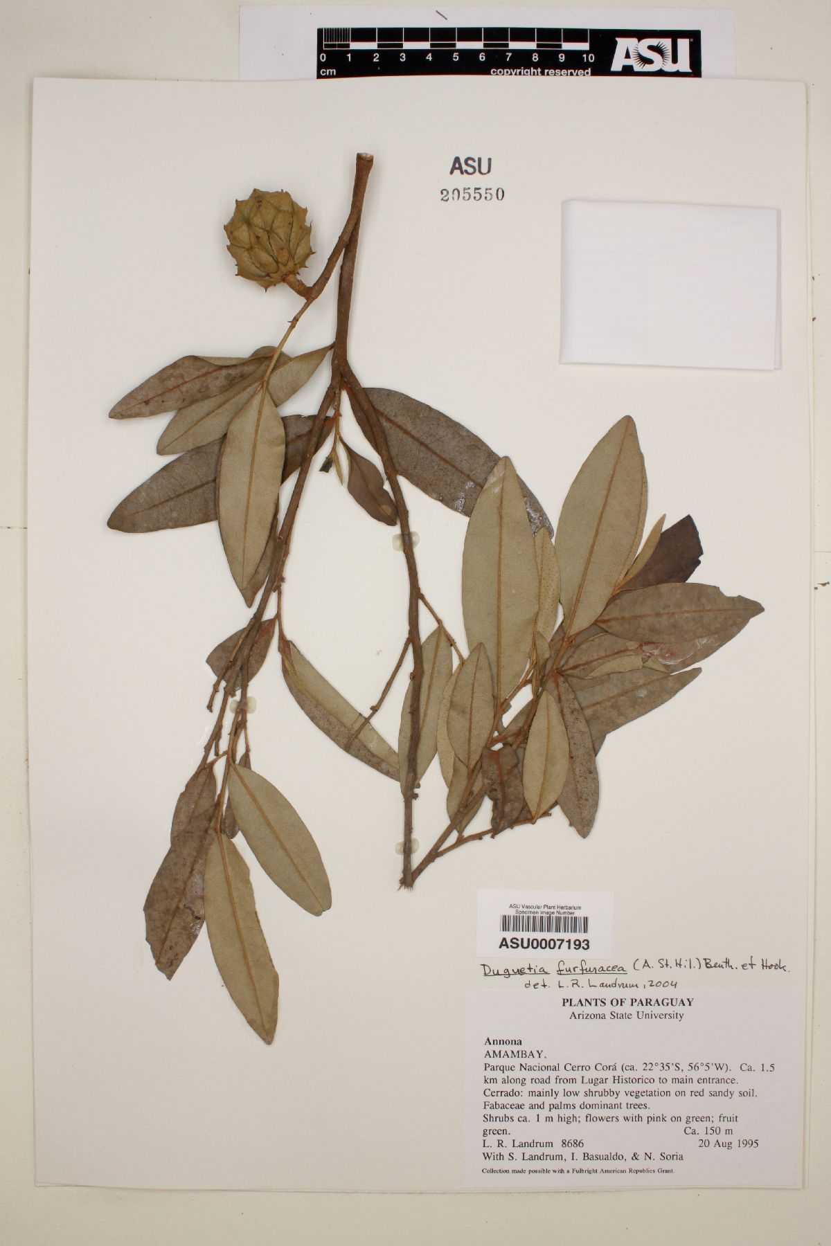 Duguetia furfuracea image