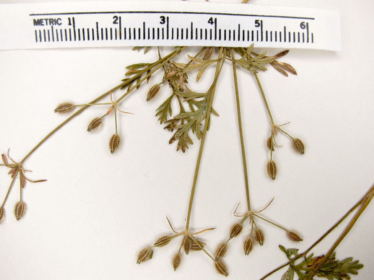 Daucus montanus image