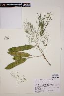 Acacia acatlensis image