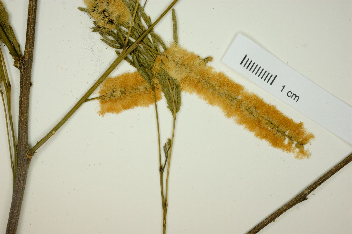 Acacia acatlensis image
