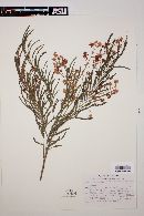 Acacia angustissima image