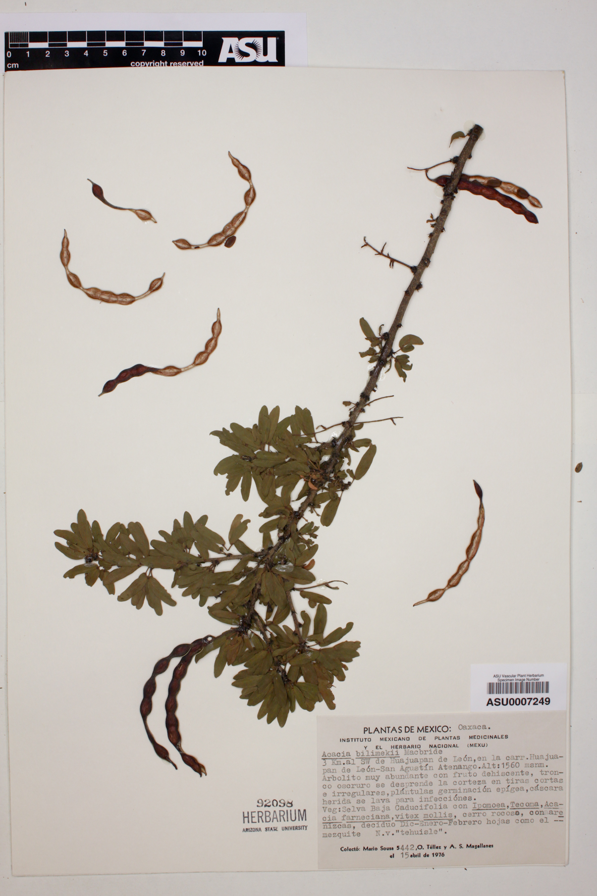 Acacia bilimekii image