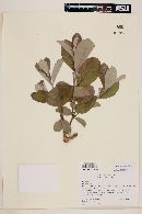 Psidium grandifolium image