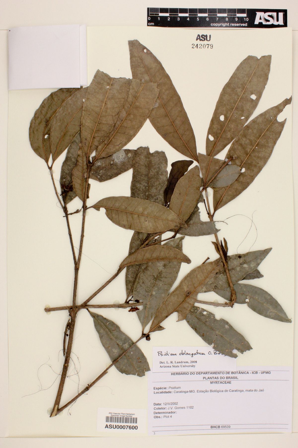 Psidium oblongatum image