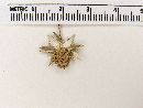 Eryngium galeottii image