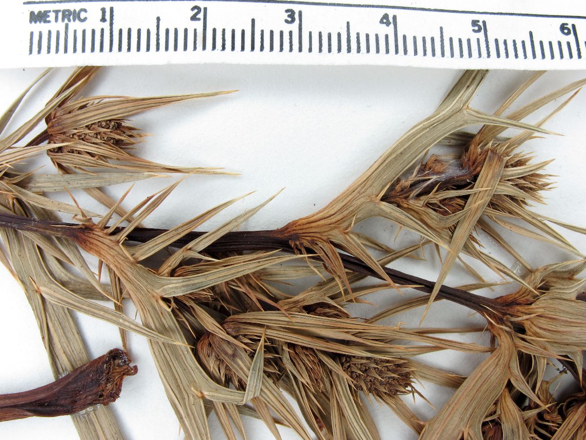 Eryngium deppeanum image