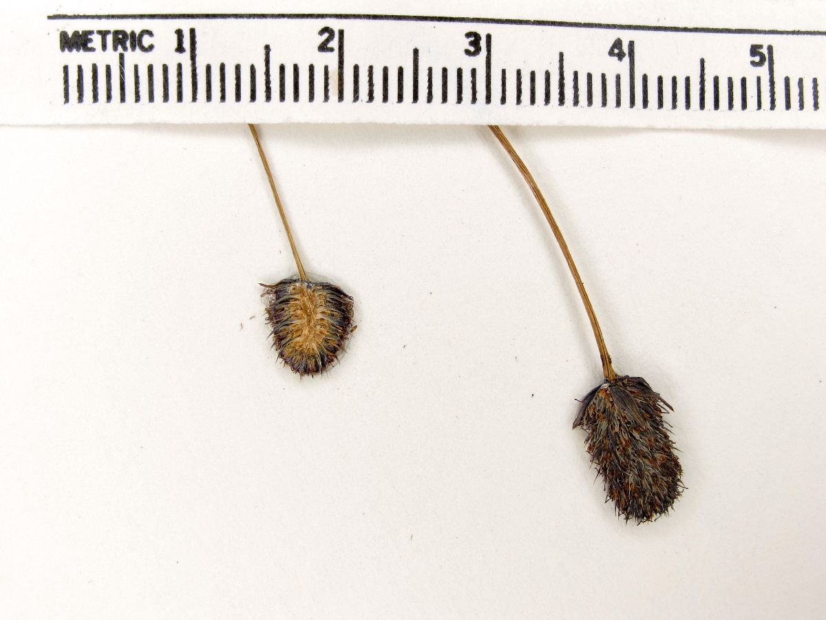Eryngium leptopodum image