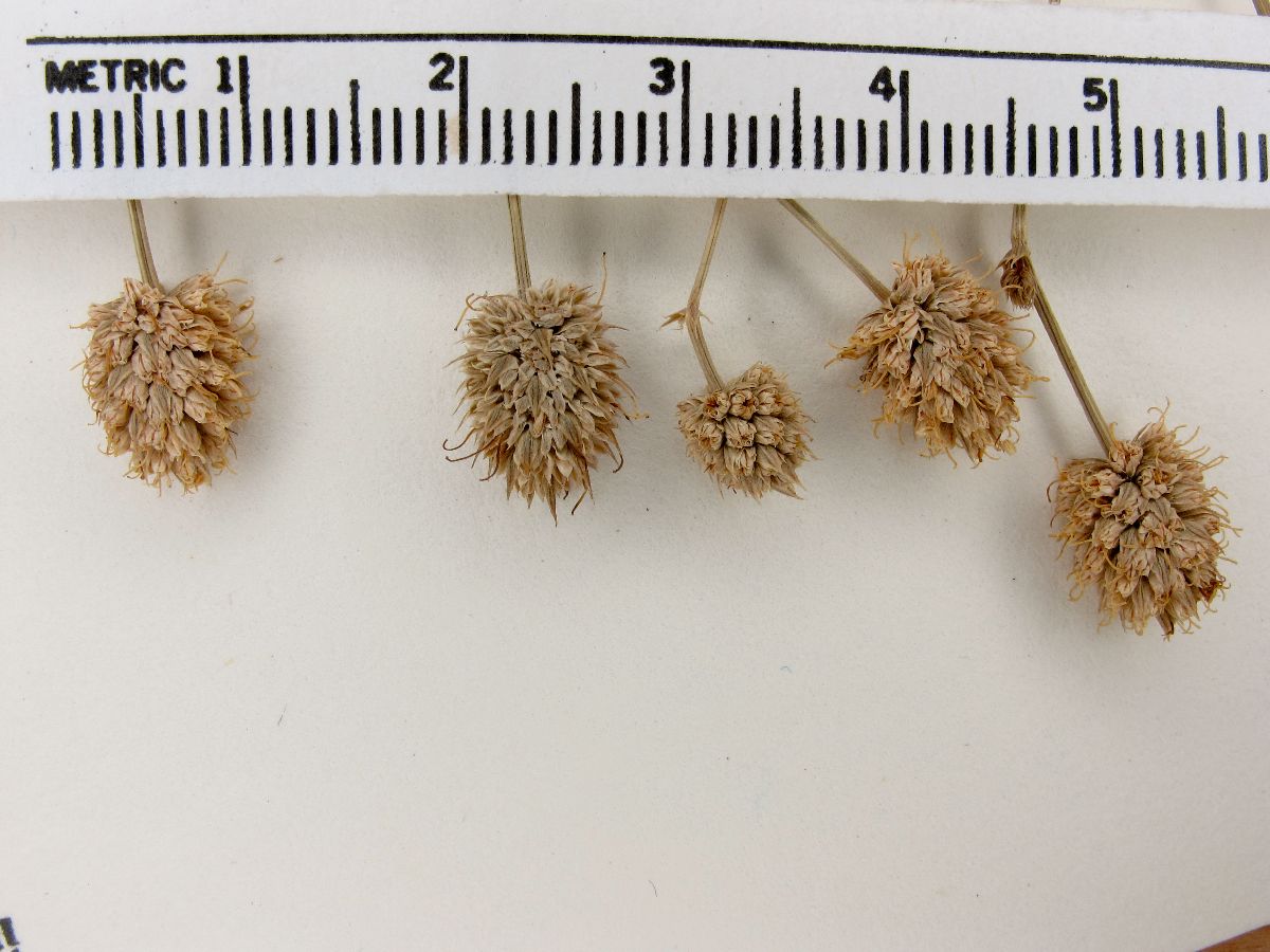 Eryngium pringlei image
