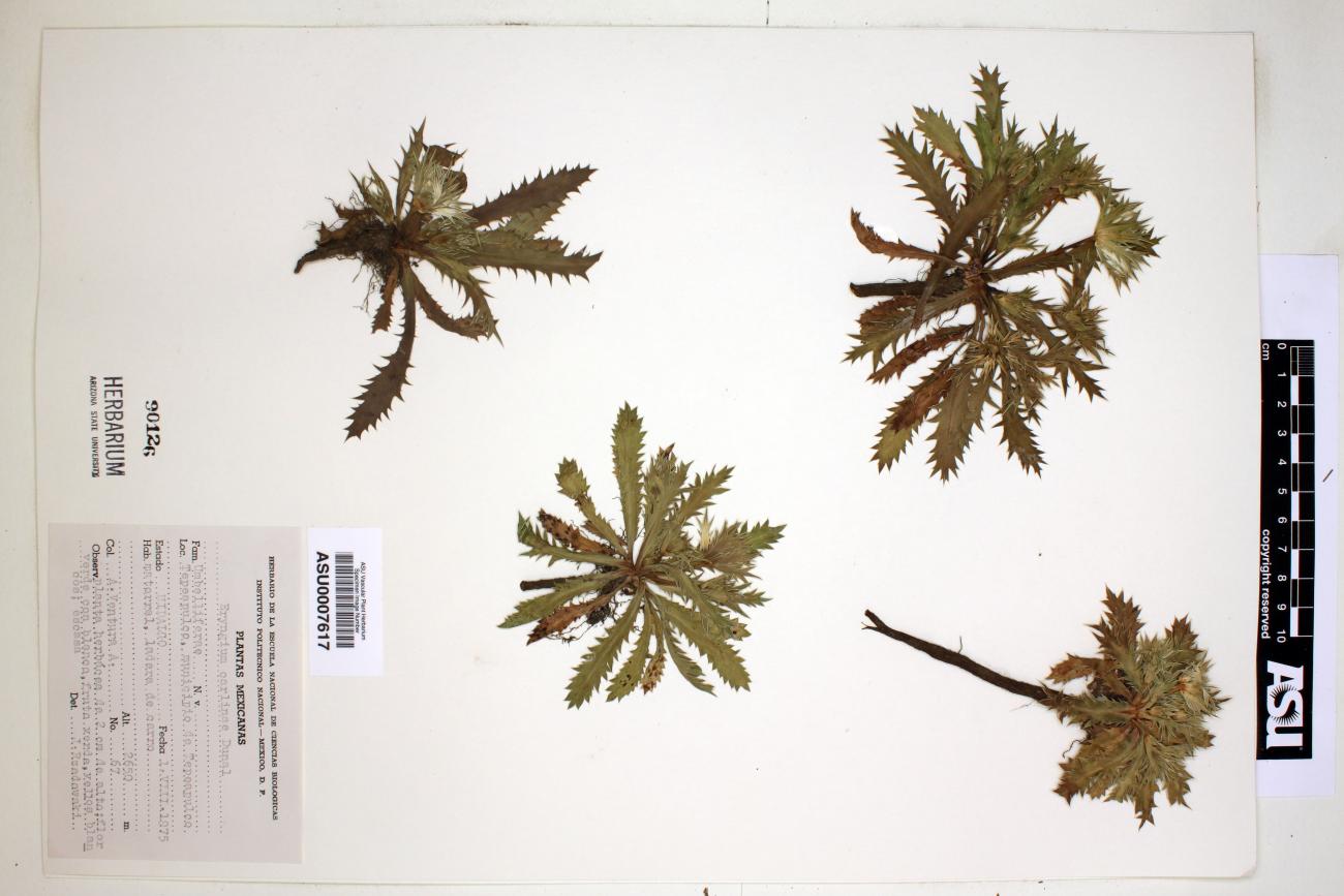 Eryngium carlinae image