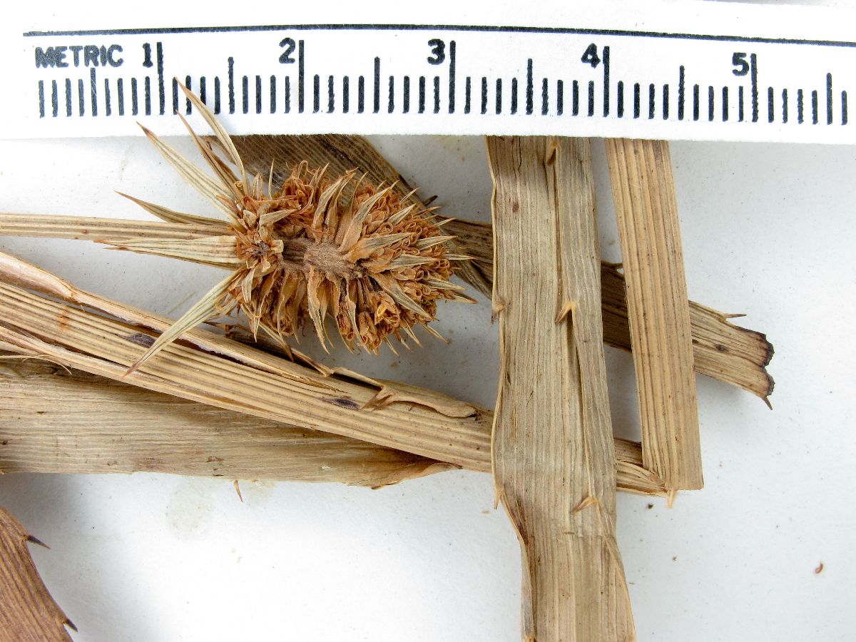 Eryngium stenolobum image