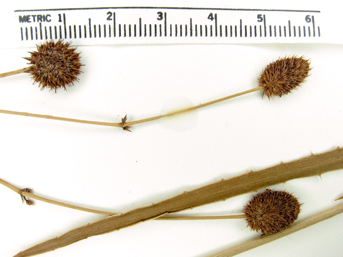 Eryngium sanguisorba image